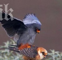 Природозащитници спасиха рядък сокол