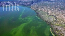 Водораслите подмладяват