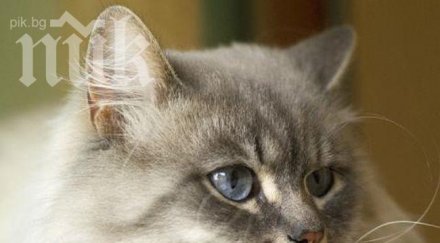 котки събират пари деца сърдечни проблеми