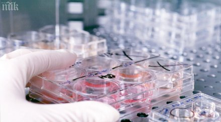 отглеждат мозъци лаборатории