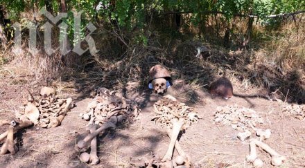 зловеща находка перник туристи откриха кости