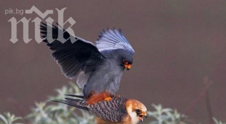 природозащитници спасиха рядък сокол