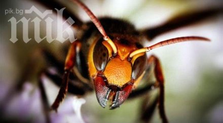 ято озверели стършели уби млад мъж