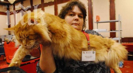 едрата котка света шари софия