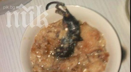 проф стойчева мишката термично обработена зараза