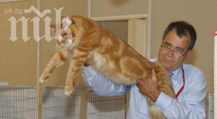 стефан крачунов хората българия обичат котките