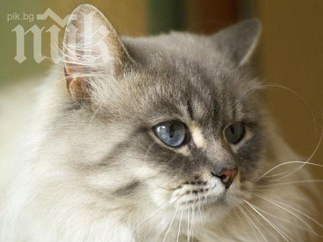 Котки събират пари за деца със сърдечни проблеми