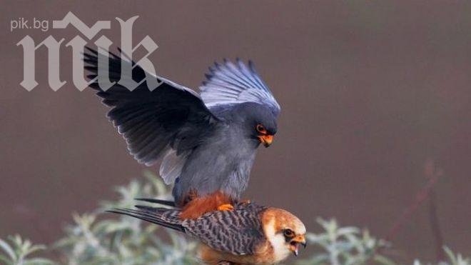 Природозащитници спасиха рядък сокол