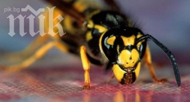 Жена оцеля след ухапване от отровна змия, но умря от оса