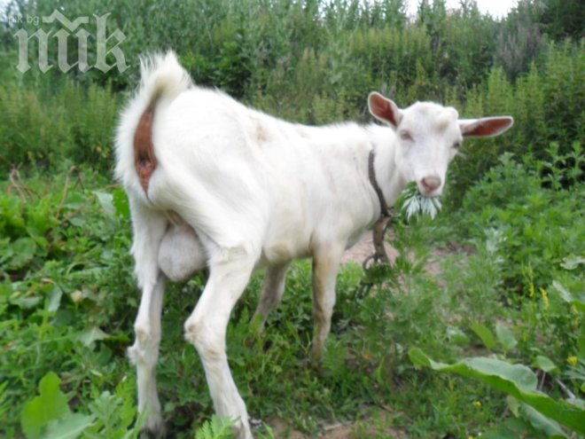 Хванаха крадец на коза