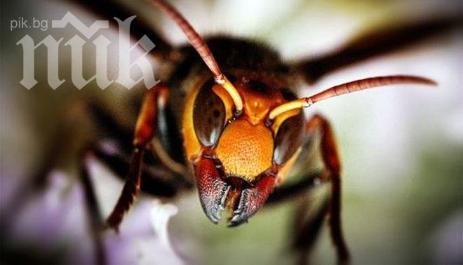 Ято озверели стършели за малко не уби млад мъж