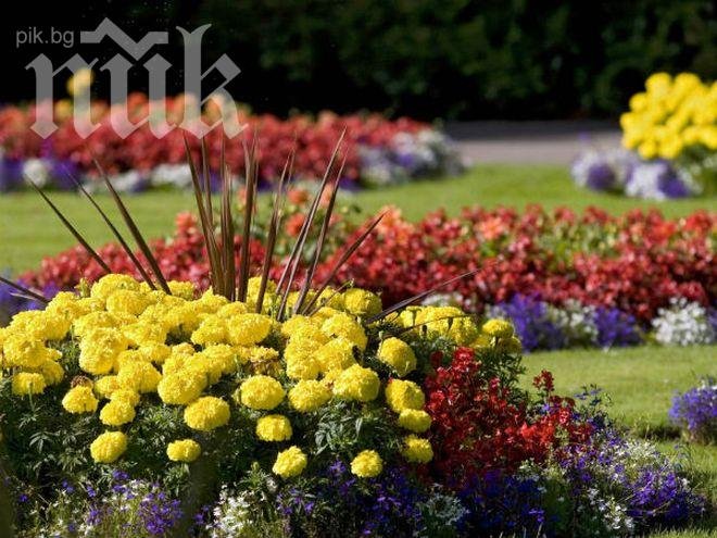 Спекулация! В навечерието на първия учебен ден цветята поскъпнаха с 2 лева