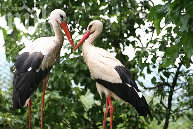 Спасиха ранен щъркел край Перник
