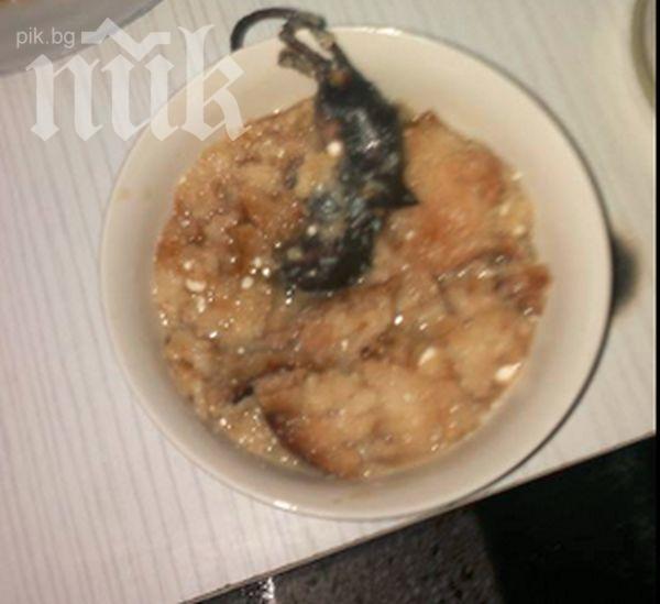 Проф. Стойчева: Мишката е термично обработена, няма зараза