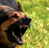 Зверство! Нов бум на отровени кучета в София 