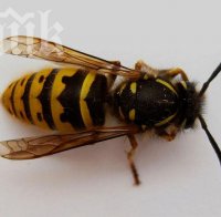 Оси нападнаха и театъра в Шумен, избиха ги