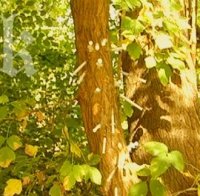 Наркомани украсиха дърво със спринцовки