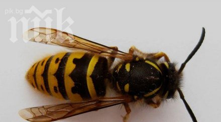 оси нападнаха театъра шумен избиха