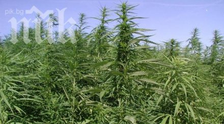 полицията конфискува 220 канабис харманли