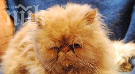 иран изстрелва персийска котка космоса