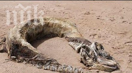 метров звяр изхвърли морето шотландия видео