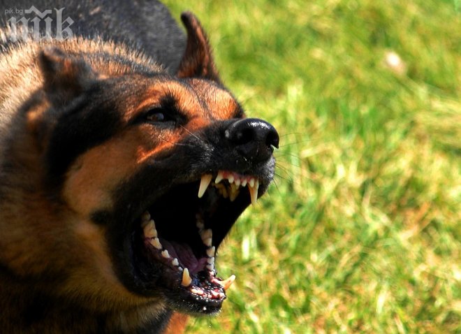 Зверство! Нов бум на отровени кучета в София 