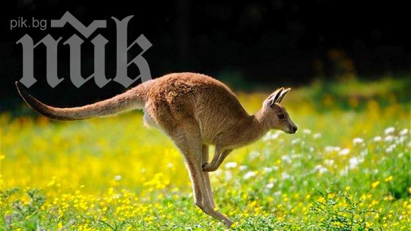 Кенгуру обра магазин в Чехия