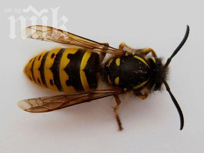 Оси нападнаха и театъра в Шумен, избиха ги