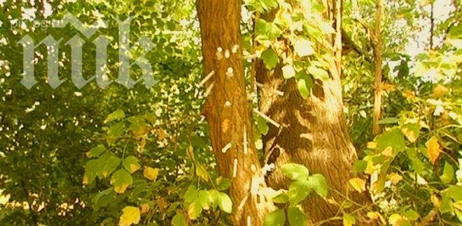 Наркомани украсиха дърво със спринцовки