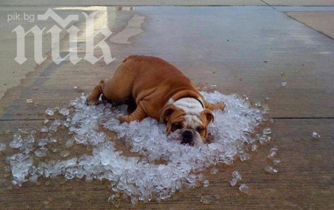Поредно масово отравяне на кучета в София