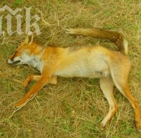 Нови трупове на кучета в парка край стадион 