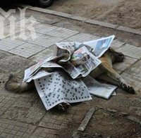Мерзост! Кучемрази разменят отрови във фейсбук