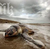 Стотици мъртви делфини и костенурки по бреговете на Никарагуа