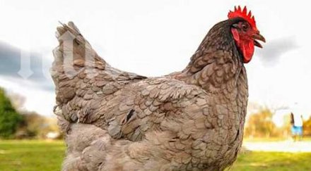 британски университет дава млн лири разбере общува кокошки