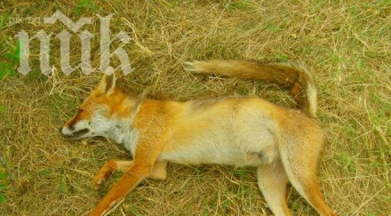 трупове кучета парка стадион славия