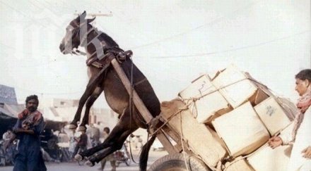 бракониер нападна лесничей трион