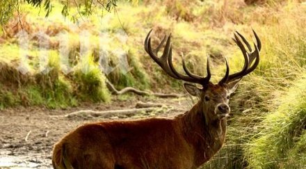 бракониери убиха разфасоваха благороден елен