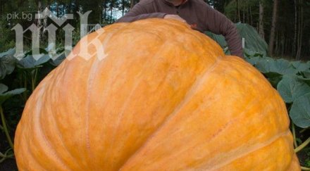 японец отгледа почти 500 килограмова тиква