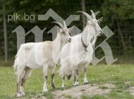 100 животни умъртвени бургаското село заради шарка