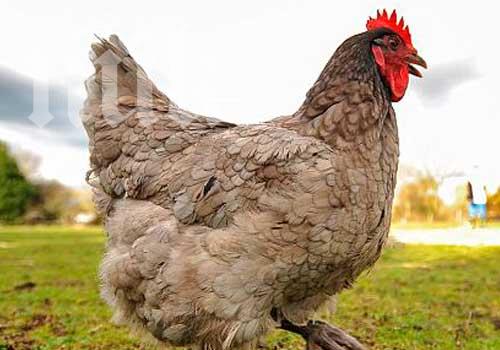 Британски университет дава 2 млн. лири, за да разбере как се общува с кокошки