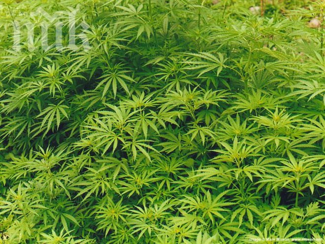 Хванаха 220 кг канабис в мъж от Харманли 