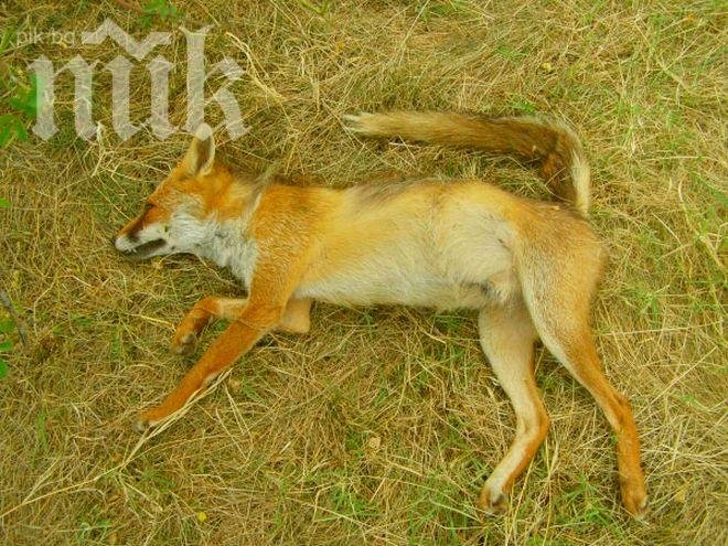 Нови трупове на кучета в парка край стадион Славия