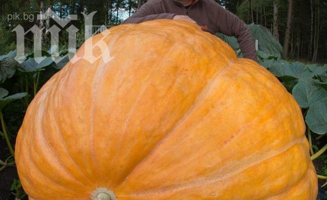Японец отгледа почти 500-килограмова тиква