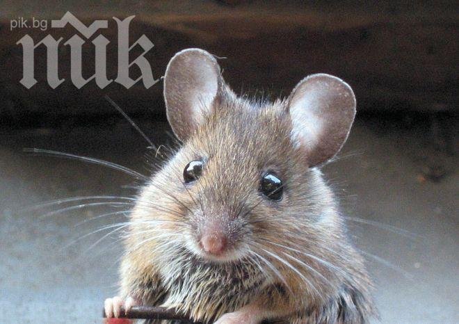 Атака срещу мишките в Пловдив