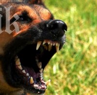Нахапана от куче осъди общината в Пазарджик за  6000 лв.