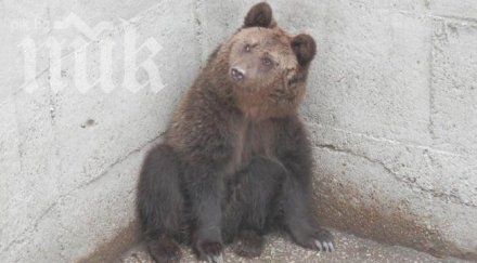възпитана мечка тръгна бар беше помолена напусне