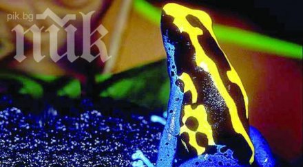 таксиджия прекарва жаби