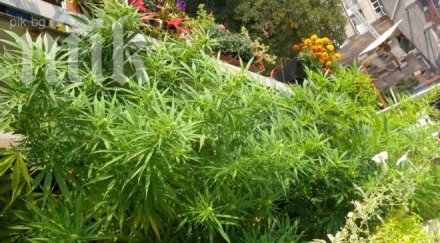 откриха канабис силистра