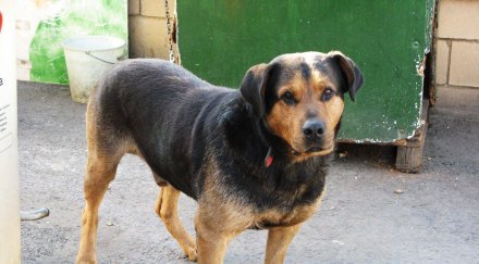 бъсеску подписа закон евтаназия бездомните кучета румъния