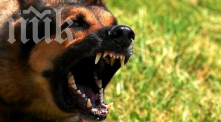 нахапана куче осъди общината пазарджик 6000